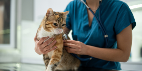 Lantra Celebrates 10th OSCE Assessment Weekend