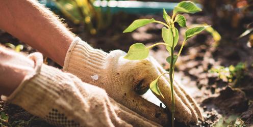 Tyfu Cymru's virtual 'Plant Health in Horticulture' conference a success