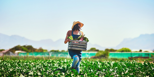 Tyfu Cyrmu – Making a difference to local Welsh horticulture businesses