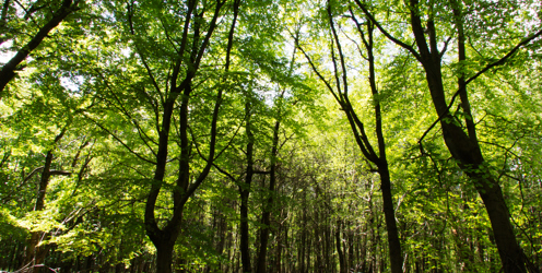 ICF launches first-ever UKFS e-learning programme