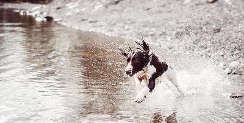 A Dog's Life: Q&A with Lantra CEO Marcus Potter