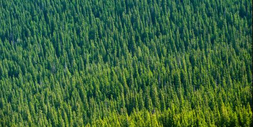 Poland's 'Oak Duin' tree wins European Tree of the Year 2022