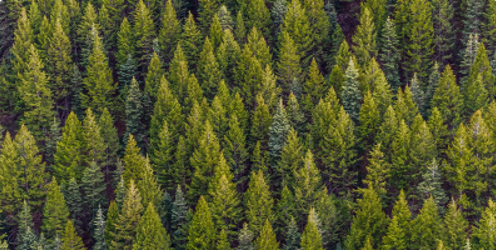 Working at Height & TG1: Tree Climbing and Aerial Rescue – A Year On