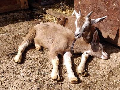 Waulkmill Menagerie goats