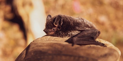Bat Conservation