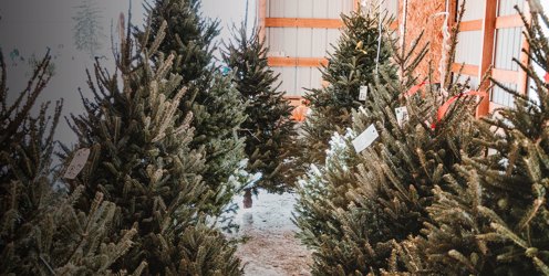 Sustainable Seasons greetings urged by Lantra