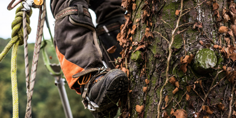 Aerial Arboriculture
