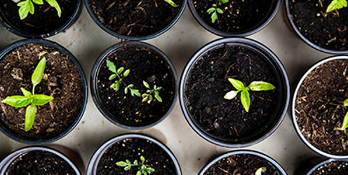 The Young Horticulturist of the Year Competition 2022 - regional final winners announced