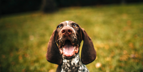 The Rise in Crime & Problems Related to Lockdown Dog Demand