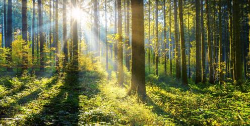 Women in Arb - Stella Bolam's Story