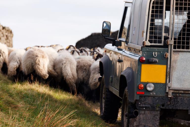 Pexels Animal Transport