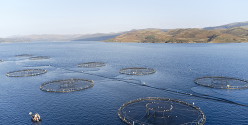 Lantra Launches 2025 Women in Scottish Aquaculture Mentoring Programme