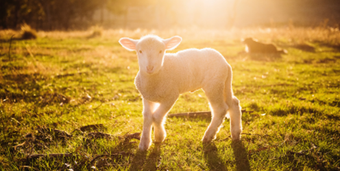 NWEXW 2023: Petting farm with over 130 animals offers extremely rewarding hands-on experience