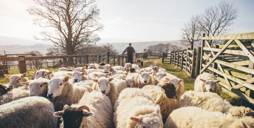 Keeping up with essential continual professional development through Farming Connect training while Storfa Sgiliau provides ‘proof of the pudding’