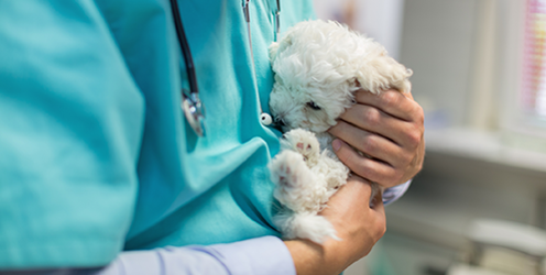 Ellie's career path is purring along nicely