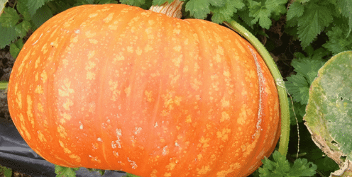 Welsh Farmers Carve Out New Paths with Pick-Your-Own Pumpkin Ventures