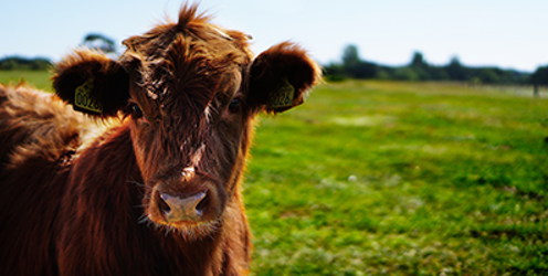 NOAH/Lantra Animal Medicines Best Practice farmer training reaches milestone