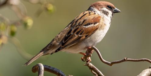The House Sparrow tops RSPB's Big Garden Birdwatch 2022 once again