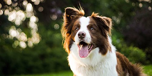 Lantra shares animal welfare advice ahead of Bonfire Night weekend