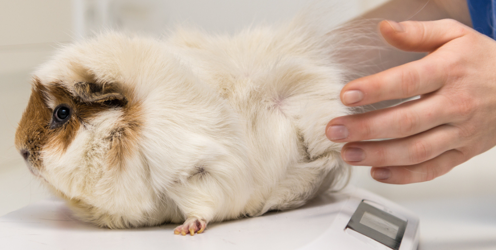 Lantra delivers small animal OSCE at Coleg Gwent