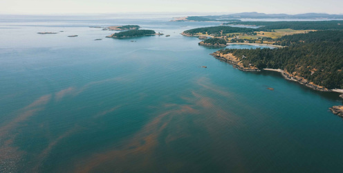 Lantra Invites Aquaculture Sector to Join Training to Tackle Harmful Algal Blooms