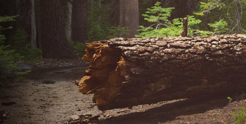 Lantra needs your feedback on the Incident Management National Occupational Standards consultation