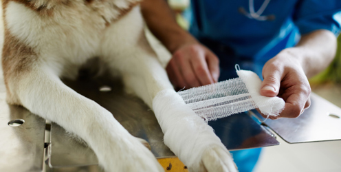 If I could talk to the animals