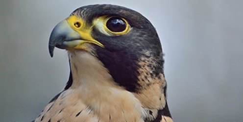 Lantra supporting CRRU in its efforts to safeguard birds of prey health
