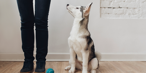 Why work with companion animals?