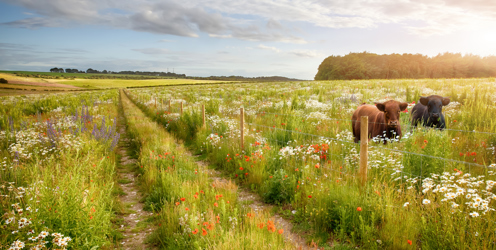 NOAH AMBP training programmes updated to feature a greater emphasis on biosecurity and disease prevention