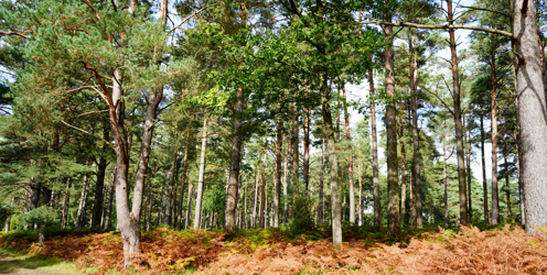 Lantra Launches Forestry and Arboriculture Careers Information in Welsh Language