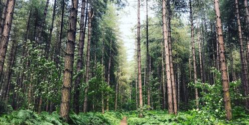 Reforestation – A COP26 Solution or a COP OUT?