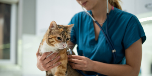 Lantra receives full accreditation for their Level 3 Work Based Diploma in Veterinary Nursing