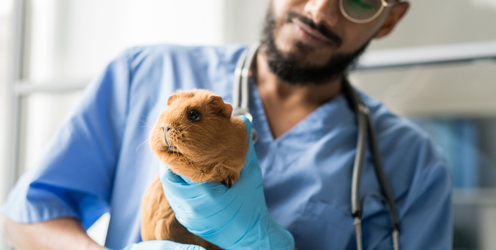 What does Lantra Bring to Veterinary Nursing?