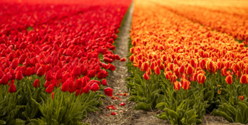 Young Horticulturist of the Year Regional Finals