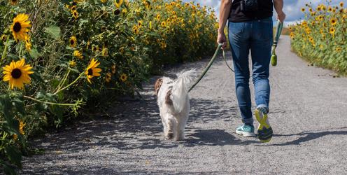 National Pet Month 2022: What makes a good dog walker?