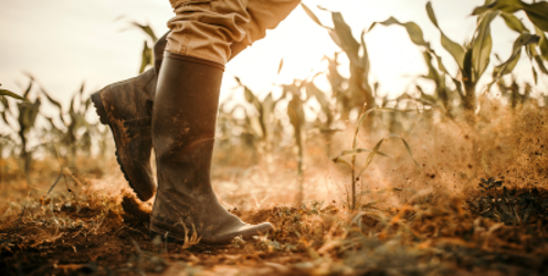 Report calls for flexible approaches to bring new entrants into small farming businesses